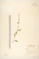 藏品(一枝黃花)的圖片