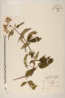 藏品(臺灣澤蘭)的圖片