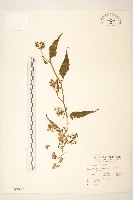 藏品(蔓黃菀)的圖片