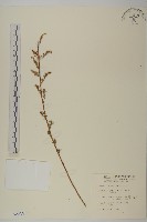 藏品(茵蔯蒿)的圖片