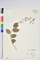 藏品(白珠樹)的圖片