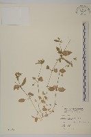 藏品(鵝兒腸)的圖片