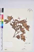 藏品(臺灣馬醉木)的圖片