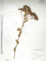 藏品(臺灣繡線菊)的圖片