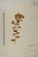 藏品(臺灣馬蘭)的圖片