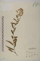 藏品(臺灣馬蘭)的圖片