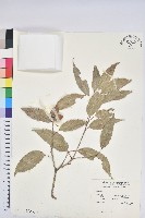 藏品(狹葉椆)的圖片