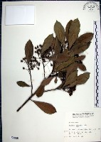 藏品(樹杞)的圖片