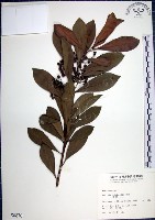 藏品(樹杞)的圖片