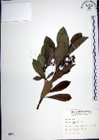 藏品(樹杞)的圖片