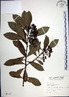 藏品(樹杞)的圖片