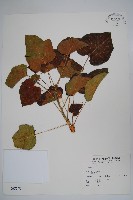 藏品(臙脂樹)的圖片