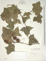藏品(楓香、楓樹)的圖片