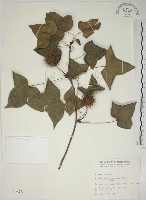 藏品(楓香、楓樹)的圖片