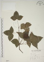 藏品(楓香、楓樹)的圖片