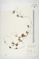 藏品(野牽牛)的圖片