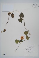 藏品(黑眼花)的圖片