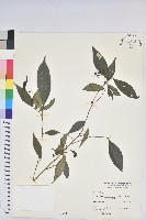 藏品(日本五月茶、南投五月茶)的圖片