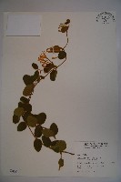 藏品(忍冬、金銀花)的圖片