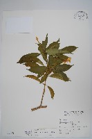 藏品(南洋馬蹄花)的圖片