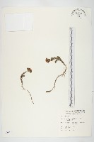 藏品(玉山佛甲草)的圖片