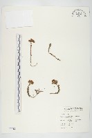 藏品(玉山佛甲草)的圖片