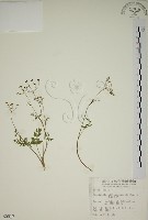 藏品(玉山茴香)的圖片