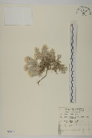 藏品(尼泊爾籟簫)的圖片