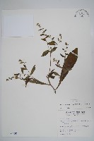 藏品(盾果草)的圖片