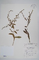 藏品(盾果草)的圖片