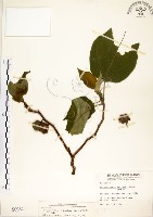 藏品(構樹)的圖片