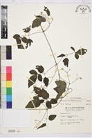 藏品(串鼻龍)的圖片