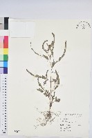 藏品(葉下珠、珠仔草)的圖片