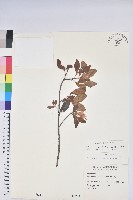 藏品(南澳杜鵑)的圖片