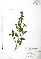 藏品(克非亞草)的圖片