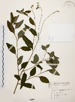 藏品(臺灣鱗球花)的圖片