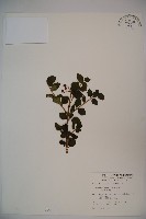 藏品(小葉莢迷)的圖片