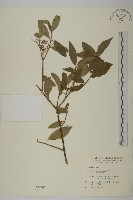 藏品(刺果衛矛)的圖片