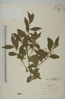 藏品(刺果衛矛)的圖片