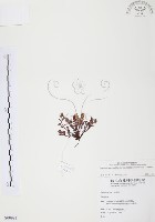 藏品(玉山龍膽)的圖片