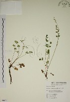 藏品(玉山茴香)的圖片