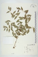 藏品(臺灣馬桑)的圖片