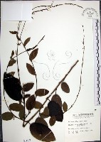 藏品(大葉山螞蝗)的圖片