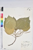 藏品(密子豆)的圖片