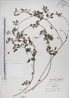 藏品(穗花木藍)的圖片