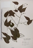 藏品(菊花木)的圖片