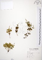 藏品(小椒草)的圖片