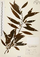 藏品(山胡椒)的圖片