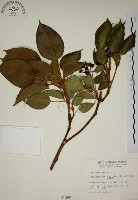 藏品(昆欄樹)的圖片