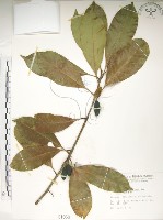 藏品(大葉木犀)的圖片